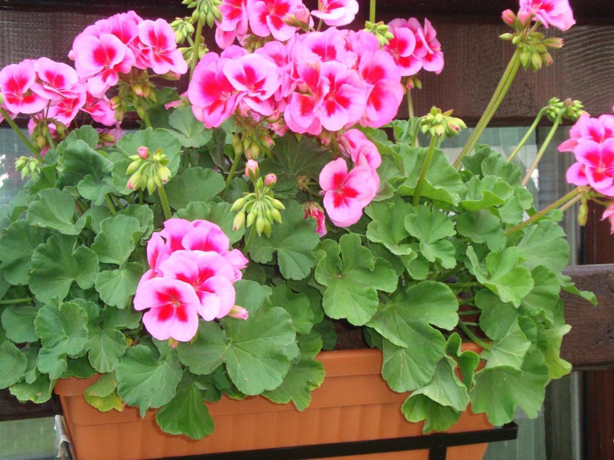 Casa Cu Flori 호텔 부스테니 외부 사진